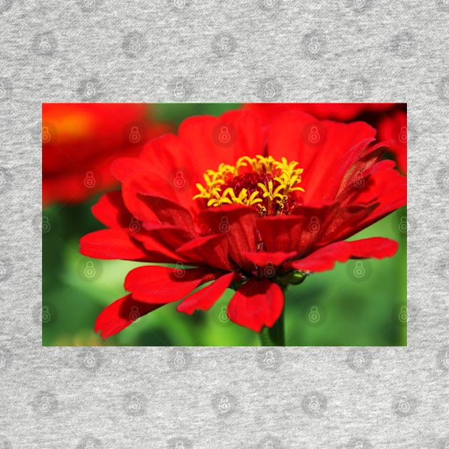 Red zinnia flower by KristinaDrozd